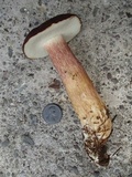 Tylopilus badiceps image