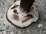 Tylopilus alboater image