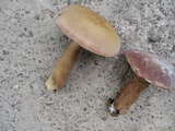 Tylopilus rubrobrunneus image