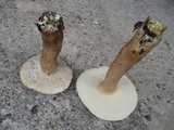 Tylopilus rubrobrunneus image
