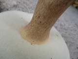 Tylopilus rubrobrunneus image