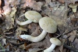 Boletus pallidus image