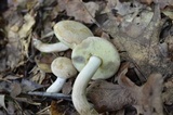 Boletus pallidus image