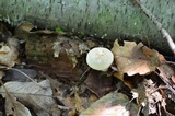 Boletus pallidus image