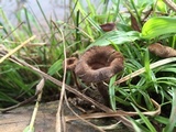Lentinus velutinus image