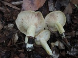Lactarius maculatus image