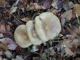 Lactarius maculatus image