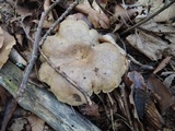 Lactarius maculatus image