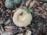 Lactarius maculatipes image