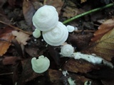 Entoloma sericellum image