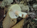 Russula pectinatoides image