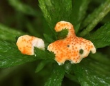 Hypomyces armeniacus image