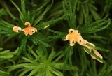 Hypomyces armeniacus image