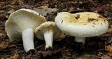Lactarius deceptivus image