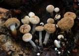 Asterophora lycoperdoides image