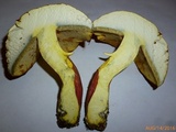 Lanmaoa pallidorosea image