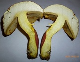Lanmaoa pallidorosea image