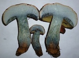 Boletus oliveisporus image