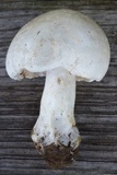 Amanita canescens image