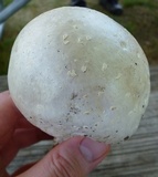 Amanita canescens image