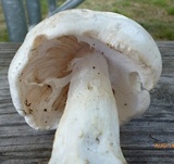 Amanita canescens image