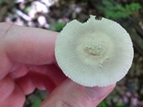 Amanita farinosa image