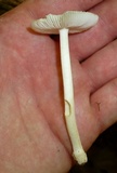 Amanita farinosa image