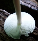 Amanita farinosa image