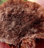 Phellinus gilvus image