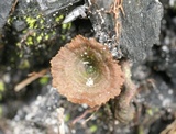Coltricia cinnamomea image