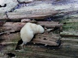 Postia ptychogaster image