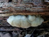 Postia ptychogaster image