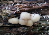 Postia ptychogaster image