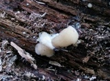 Postia ptychogaster image