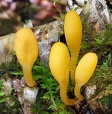 Microglossum rufum image