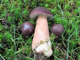 Tylopilus badiceps image
