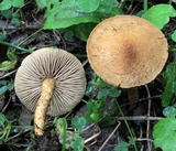 Inocybe unicolor image