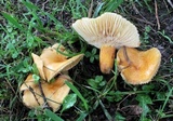 Lactarius hygrophoroides image