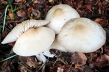 Marasmius nigrodiscus image