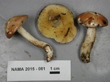 Suillus weaverae image
