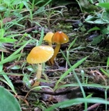 Hygrocybe psittacina var. perplexa image