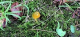 Hygrocybe psittacina var. perplexa image