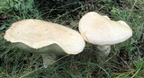 Boletus pallidus image