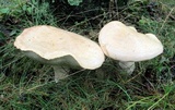Boletus pallidus image