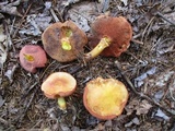 Chalciporus pseudorubinellus image