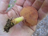 Chalciporus pseudorubinellus image