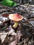Chalciporus pseudorubinellus image