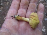 Chalciporus pseudorubinellus image
