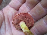 Chalciporus pseudorubinellus image