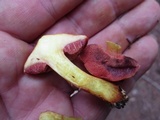 Chalciporus pseudorubinellus image